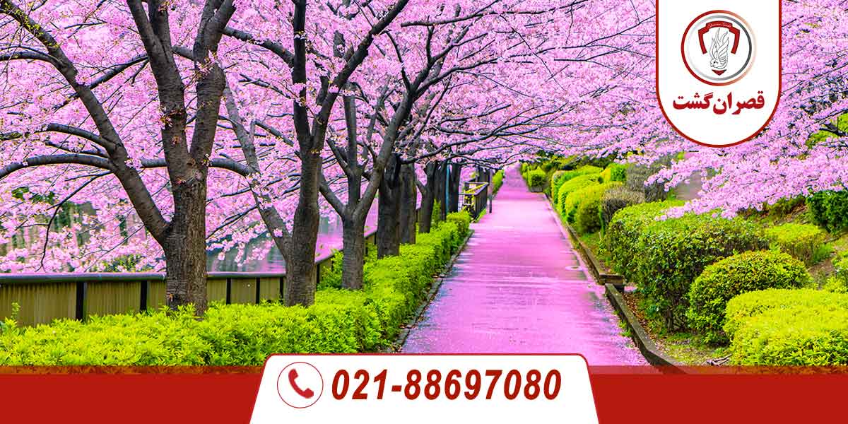 تور ژاپن - ویژه شکوفههای گیلاس 12 ژاپن
